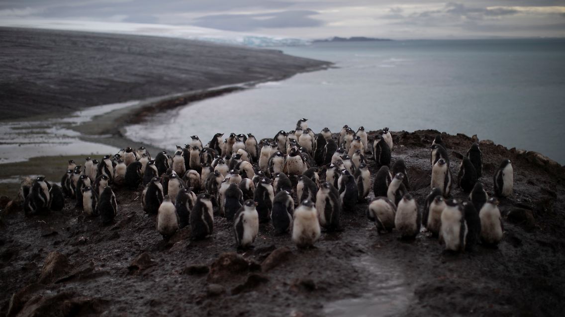 Als besonders drastisches Beispiel nennen die Umweltschützer die Brutkolonien auf Elephant Island, einer großen Insel etwa 245 Kilometer vor der Küste der Antarktischen Halbinsel.