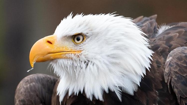 Weißkopfseeadler sind imposante Tiere.