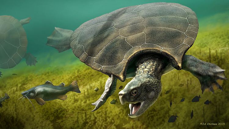 So könnte die riesige Schildkröte einmal ausgesehen haben. 