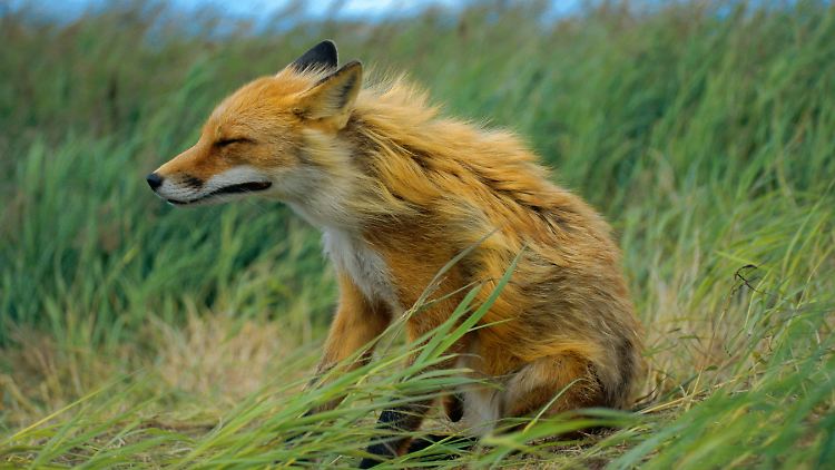 Ein Rotfuchs trotzt dem Sturm.
