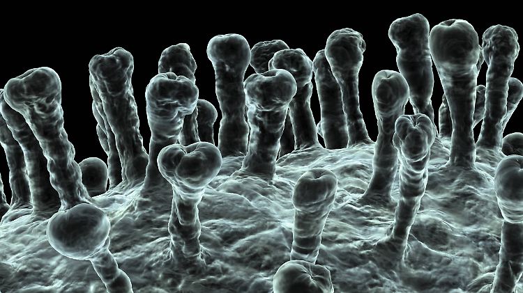 In Deutschland wurden bisher 16 Infektionen mit dem Coronavirus Sars-CoV-2 festgestellt .