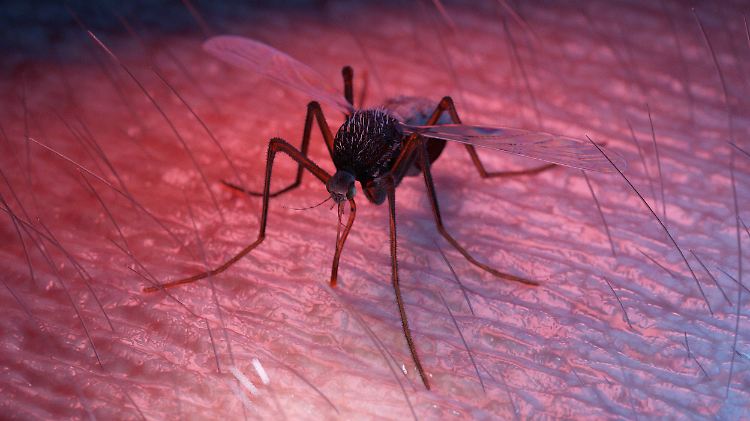 Exotische Mückenarten fühlen sich in Deutschland zunehmend wohl.