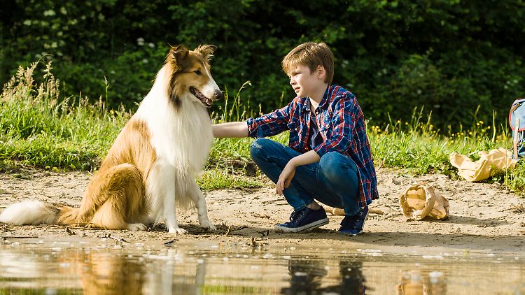 Ein starkes Team: Lassie (Bandit) und Flo (Nico Marischka).