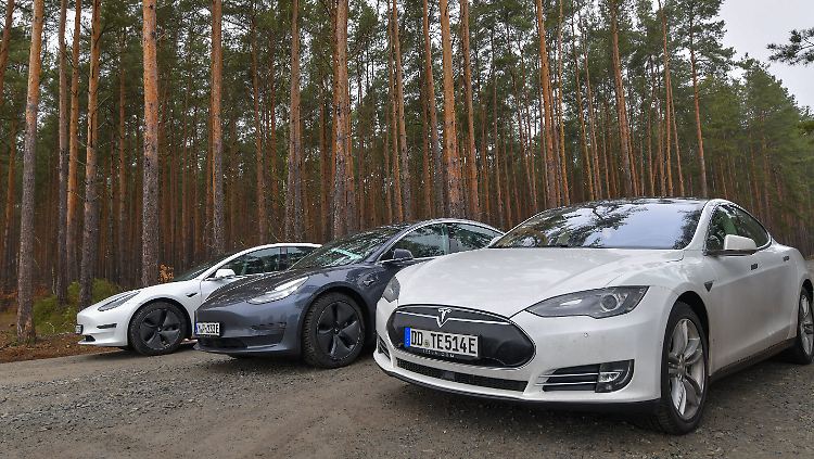 Vorfahrt für Ameisen oder Autos?