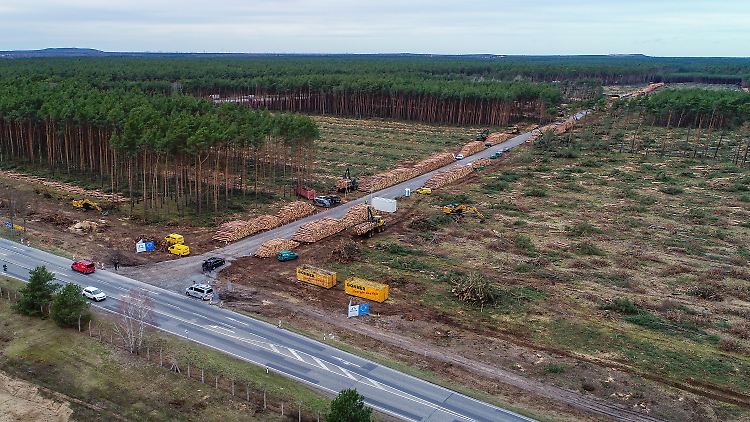 Bloß eine Kiefernplantage oder schützenswerter Wald? Der Forst auf dem Tesla-Gelände. 