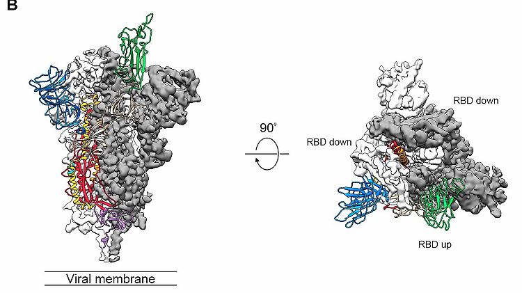 Das Bild zeigt die Darstellung des Sars-CoV-2-Virus. 