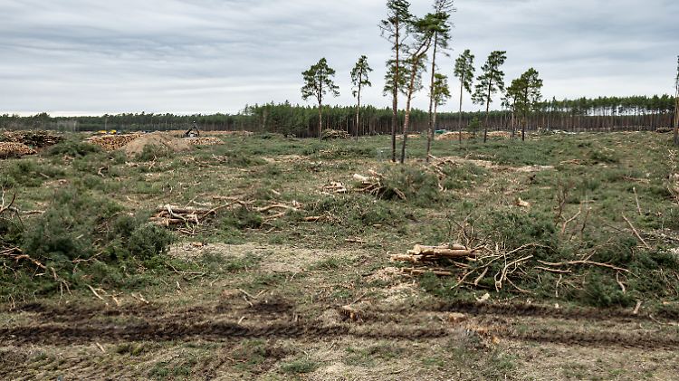 Nur wenige Bäume stehen noch, unter anderem um den Winterschlaf geschützter Fledermäuse nicht zu stören. 