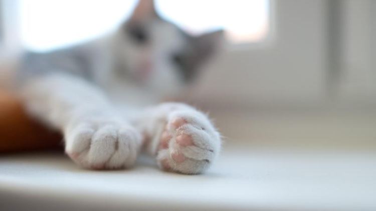 Auch Katzen können sich infizieren - wahrscheinlich ist es aber nicht. 