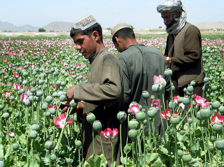 Auf einem Mohnfeld in Afghanistan.