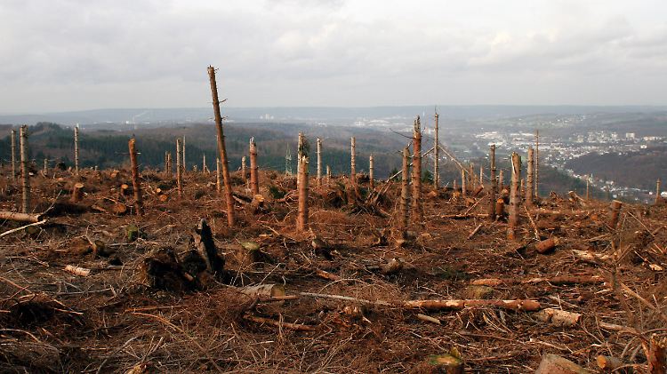 245.000 Hektar Wald müssen aufgeforstet werden.
