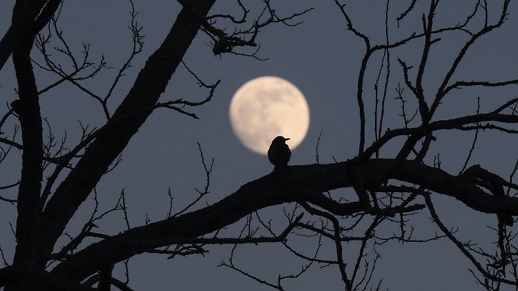 Der Mond bekommt Gesellschaft: Wissenschaftler entdecken einen Zweit-Trabanten. Der ist allerdings winzig und wird bald wieder verschwinden.