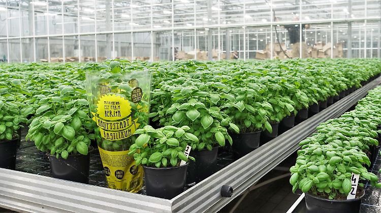 Mitten in Berlin produziert die ECF-Farm Barsch und Basilikum.