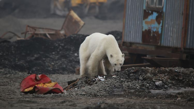 Auf der Suche nach Nahrung dringen die Eisbären vor allem in den Sommermonaten in menschliche Siedlungen vor.