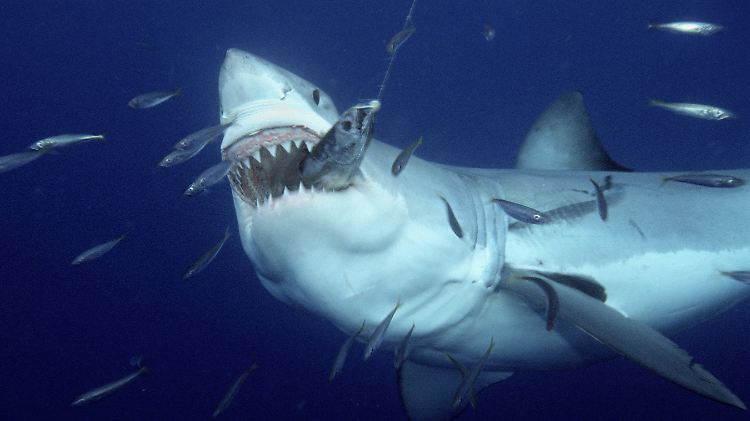 Der Weiße Hai ist im Meer ein ausgesprochener Jäger, der lange Strecken zurücklegt.