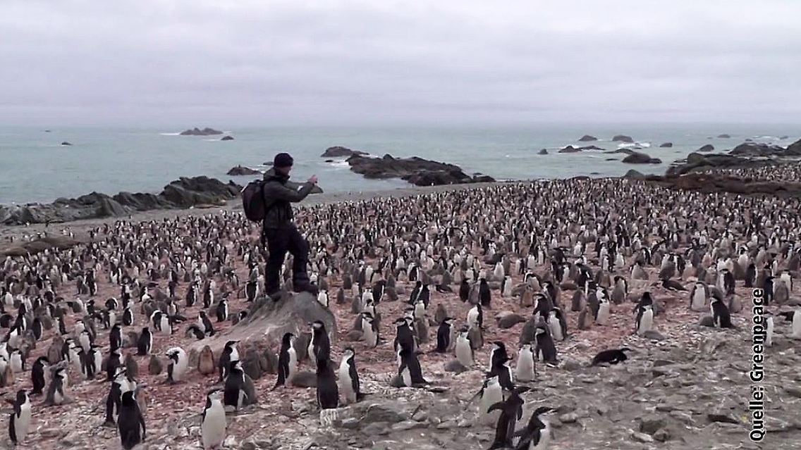 Elephant Island Pinguine Greenpeace.JPG