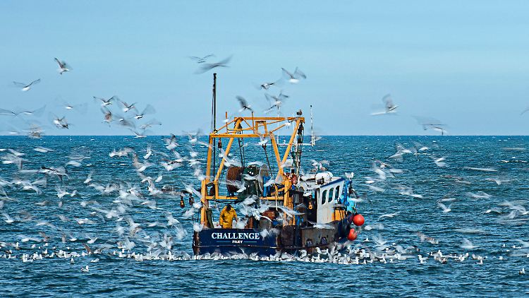 How much is the fish, ist eines der Probleme in den Gesprächen zwischen EU und London.