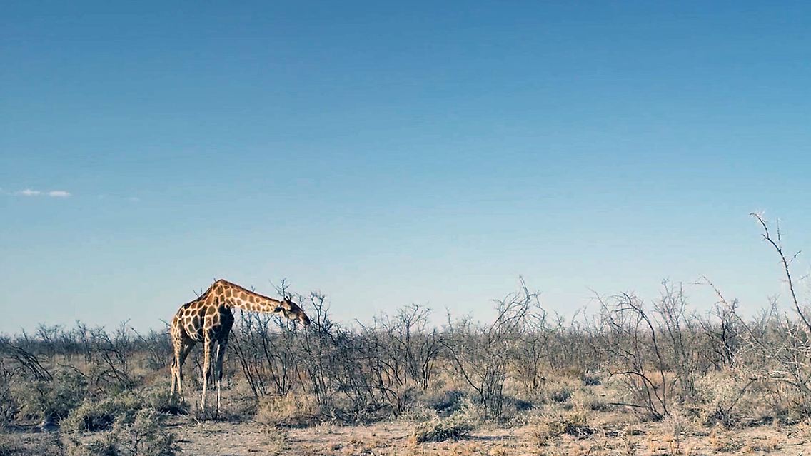 Giraffen.jpg