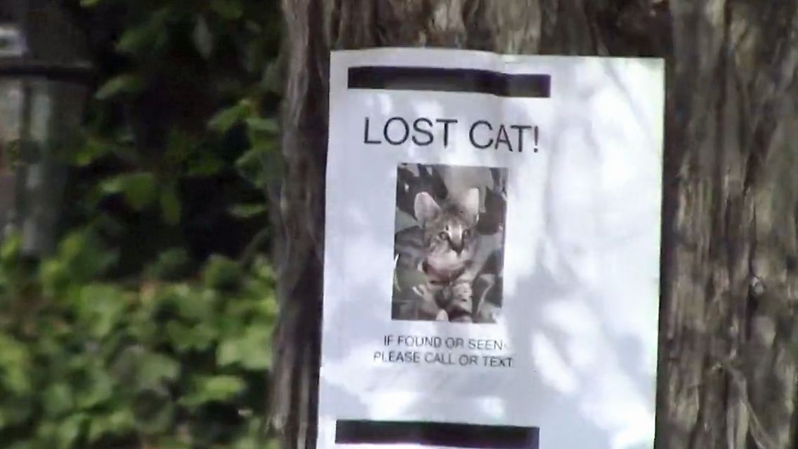 justin bieber katze.jpg
