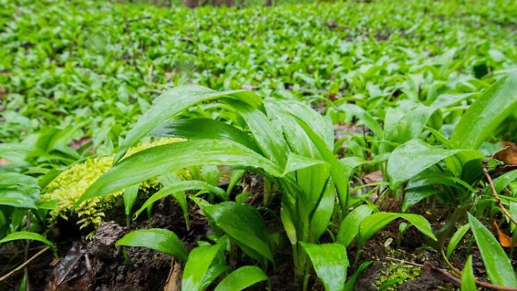 Bärlauch wächst in großen Mengen auf feuchtem Waldboden.  