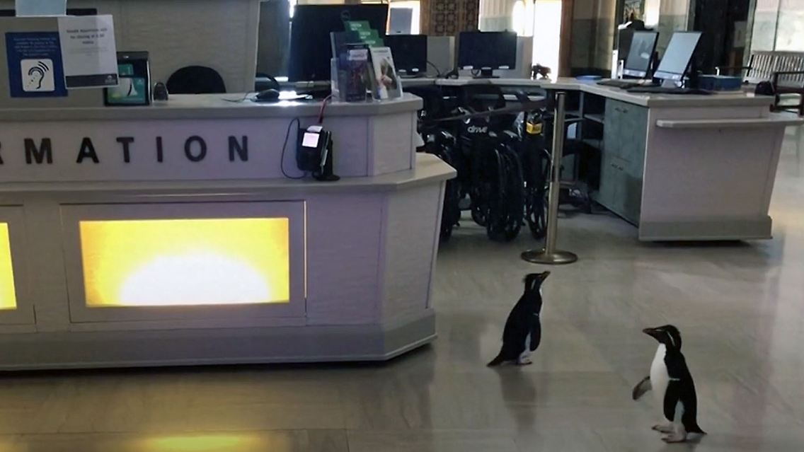 PinguineCorona.jpg