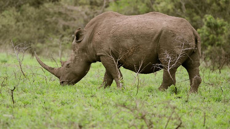 Das Afrikanische Spitzmaulnashorn ist nach wie vor vom Aussterben bedroht.