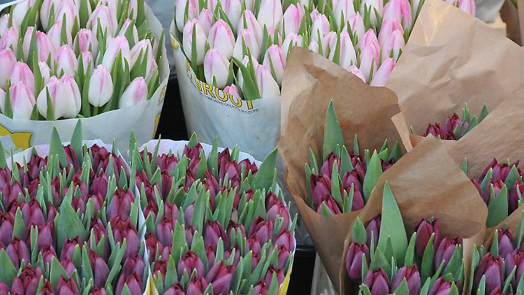 Die Corona-Krise trifft die Blumenzüchter mitten in der Erntezeit.