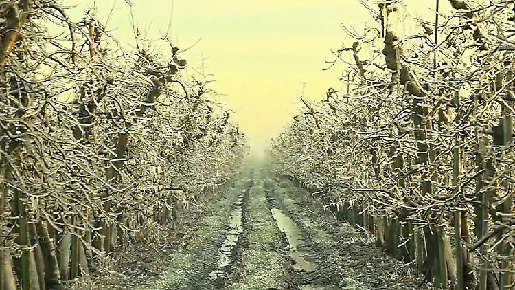 Eisschicht Obstblüten.JPG