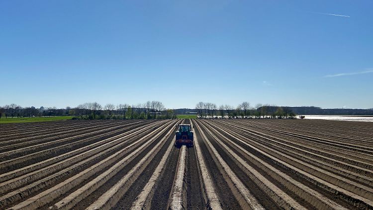 Viele Deutsche scheuen die harte Feldarbeit.