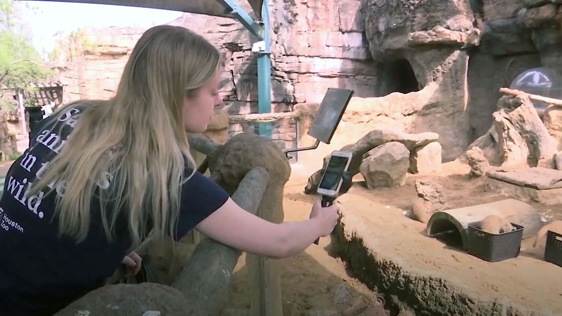 ZooStreamCorona.jpg