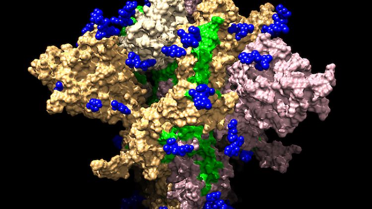 Ein Modell des Spike-Protein von Sars-CoV, entwickelt von Rosetta@home.