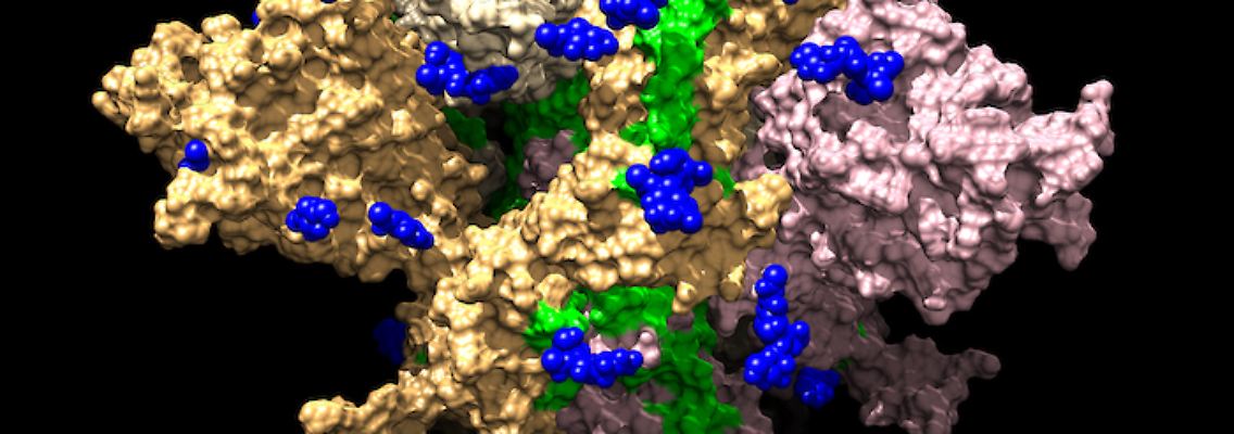 Coronaviris-Spike-Protein.jpg