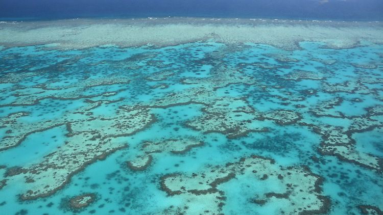 Das Great Barrier Reef dehnt sich auf einer Fläche von mehr als 344.000 Quadratkilometern aus.