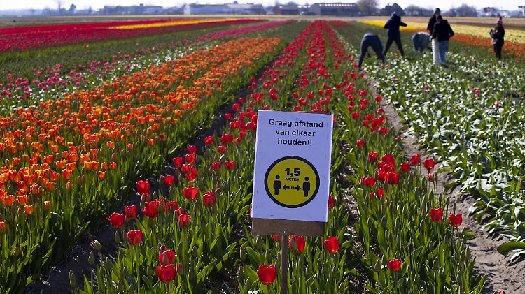 Schild in einem Tulpenfeld mit der Bitte, Abstand zu halten, um die Ausbreitung des Coronavirus einzudämmen - so groß ist der Andrang derzeit aber ohnehin nicht.