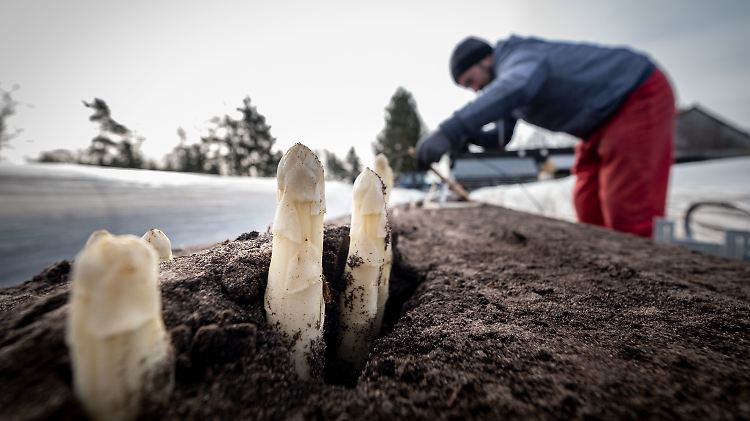 Viele Spargelbauern sehen sich angesichts der Corona-Krise in ihrer Existenz bedroht.