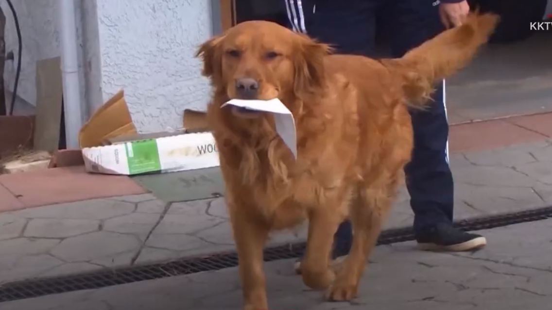 Hund.JPG