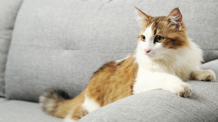 Die Katze hustet? Es könnte Covid-19 sein. Wahrscheinlich ist das aber nur, wenn auch der Besitzer infiziert ist. 