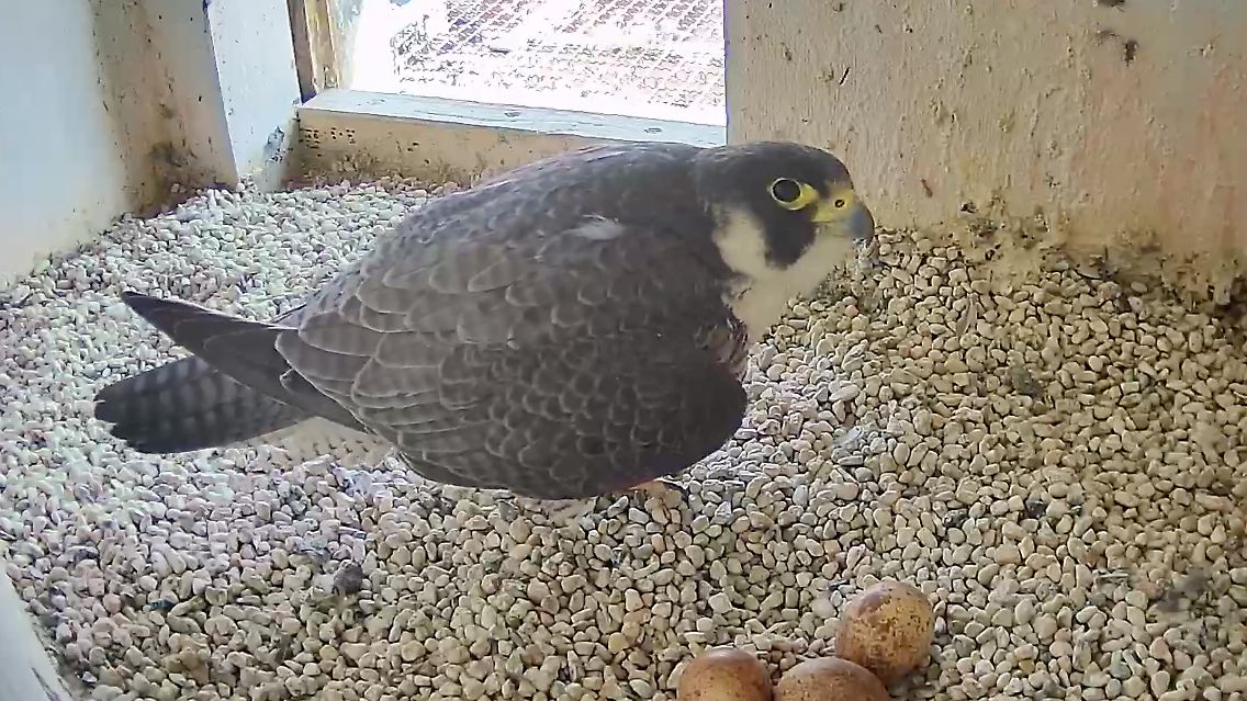 Brüten live: Dank einer Webcam lässt sich ein Wanderfalke in der Kaiserburg genau beobachten.