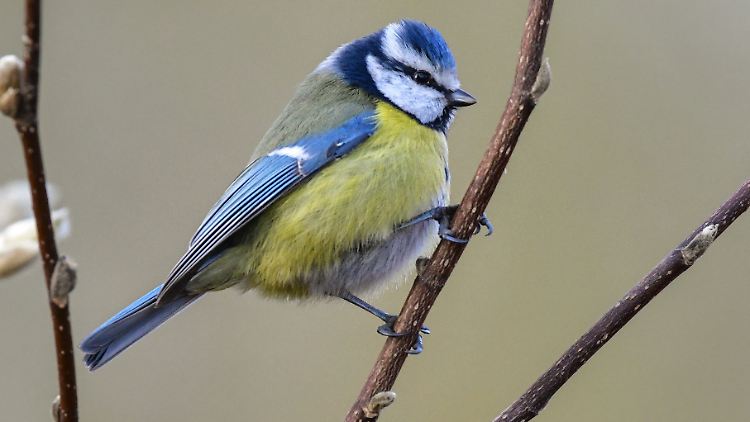 Der Naturschutzbund bittet darum, tote und krank wirkende Blaumeisen zu melden.