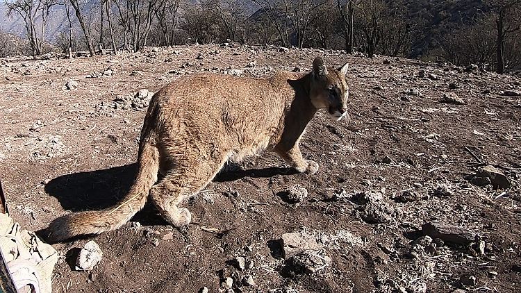 Ein Puma, der durch Chiles Hauptstadt Santiago gestreift war, wird wieder ausgewildert. Das etwas mehr als ein Jahr alte Exemplar kam offenbar auf der Suche nach Beute aus den nahe gelegenen Bergen hinunter in die Stadt.