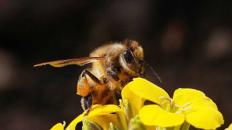 Bienen sind schützenswert. Das findet auch die Regierung.