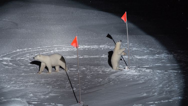 Mit diesem Foto gewann Horvath den World Press Photo Award.