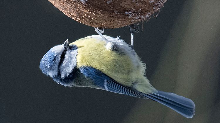 Umweltschützer rufen zu einer deutschlandweiten Vogelzählung vom 8. bis zum 10. Mai auf. 