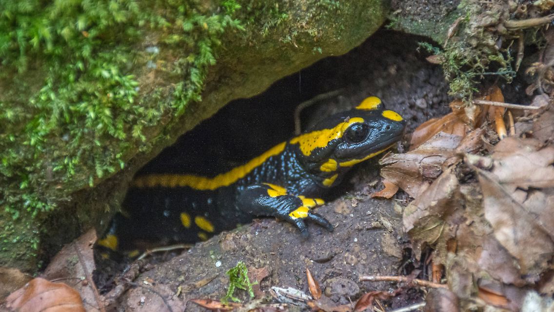Der Feuersalamander gehört zu den "besonders geschützten" Tierarten in Deutschland.