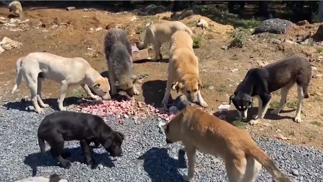 Hunde 4.JPG