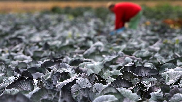 Auch Rotkohl hat viele Ballaststoffe - er ist zudem reich an Eisen und Mineralstoffen und hat wenig Kalorien.