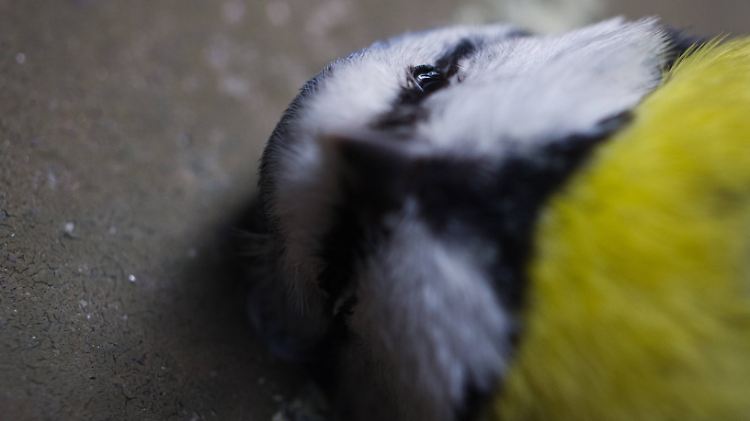 Wer im Garten oder Park eine tote oder kranke Blaumeise findet, sollte diese dem Nabu melden.