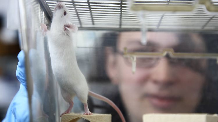 Laborbedingungen sind nicht das einzige, was vor Tests stimmen muss. Auch der tierische Proband muss bestimmte Voraussetzungen erfüllen.