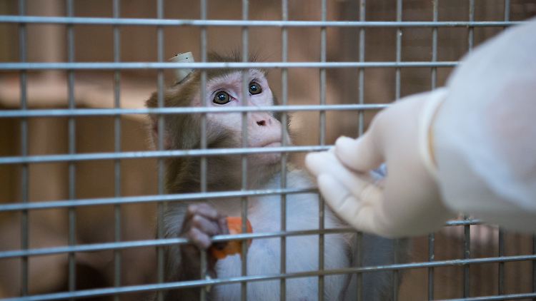 Die Zahl der Tierversuche ist in Deutschland in den letzten Jahren rückläufig.