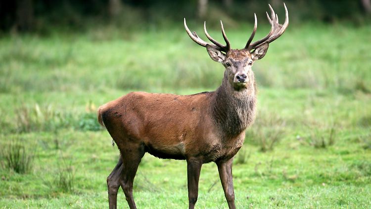 Die Preise, die derzeit für Wild erzielt werden können, sind auf die Hälfte oder ein Drittel des üblichen gesunken. Je Kilogramm Reh oder Rotwild erhalten Jäger einen statt drei Euro, für Wildschwein 50 Cent.