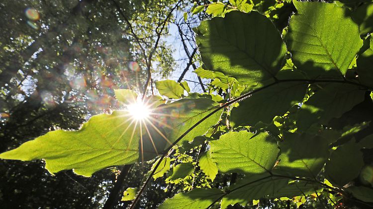 Zu warm, zu sonnig und viel zu trocken: der April 2020.